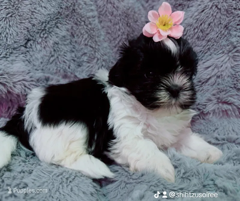 Lily  – Shih Tzu puppy for sale in Huntington Beach, CA