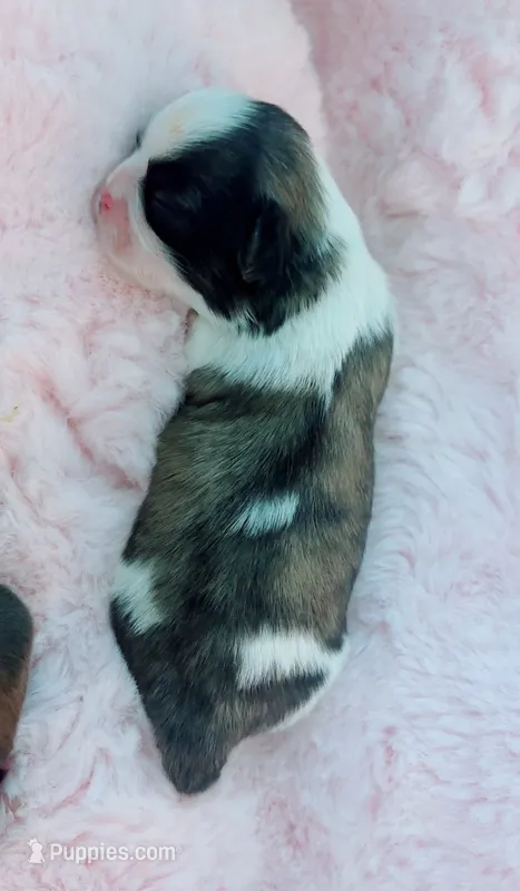 Coco – Shih Tzu puppy for sale in Huntington Beach, CA