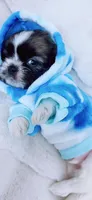 Charlie, a male Shih Tzu for sale in Huntington Beach, CA – 4 of 4