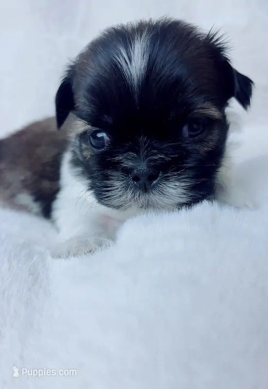 Max – Shih Tzu puppy for sale in Huntington Beach, CA