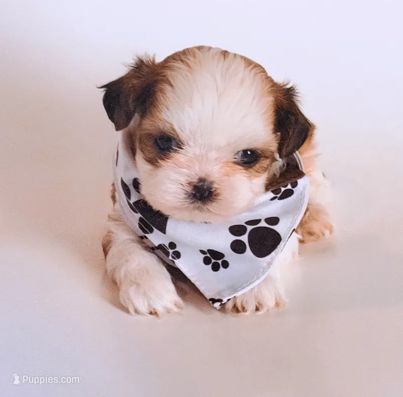 Leo – Shih Tzu puppy for sale in Huntington Beach, CA