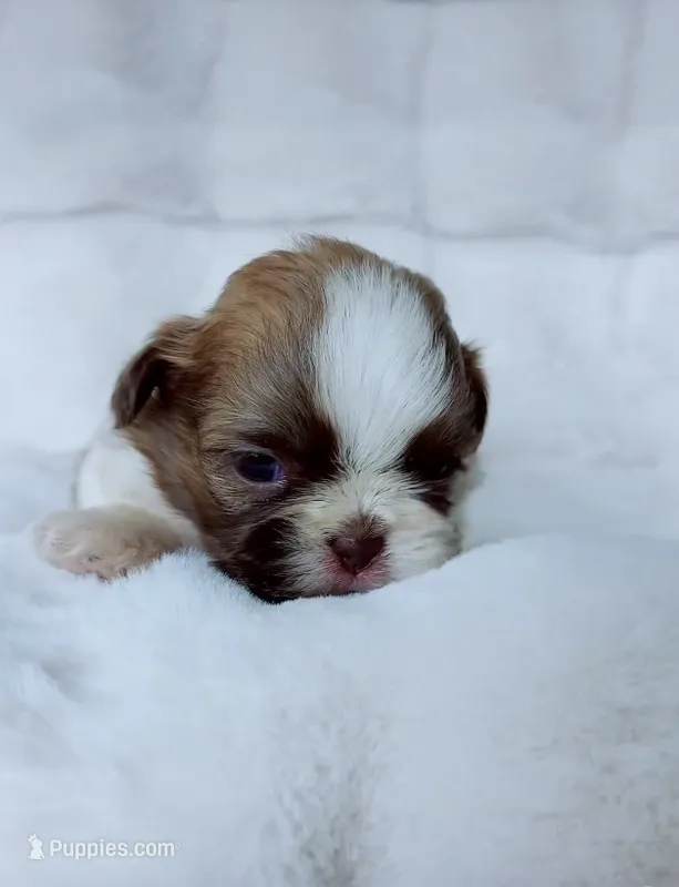 Maple – Shih Tzu puppy for sale in Huntington Beach, CA