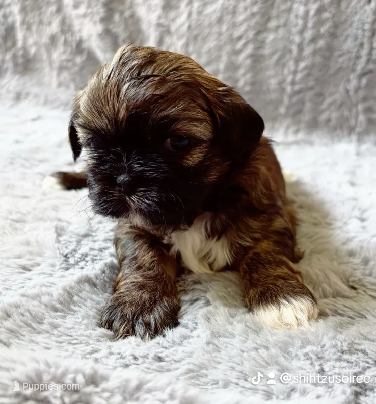 Biscuit – Shih Tzu puppy for sale in Huntington Beach, CA