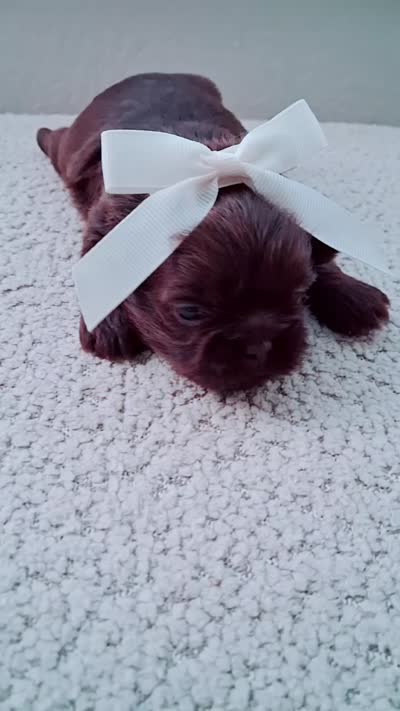 Dulce, a female Shih Tzu for sale in Huntington Beach, CA – 2 of 2