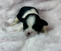 Luna , a female Shih Tzu for sale in Huntington Beach, CA – 2 of 2