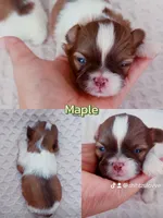 Maple, a male Shih Tzu for sale in Huntington Beach, CA – 4 of 4