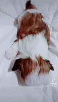 Leo, a male Shih Tzu for sale in Huntington Beach, CA – 3 of 3