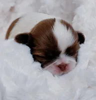 Chance, a male Shih Tzu for sale in Huntington Beach, CA – Photo 2 of 2