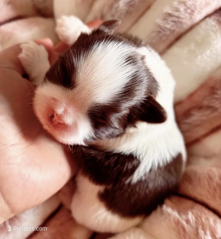 Chance – Shih Tzu puppy for sale in Huntington Beach, CA