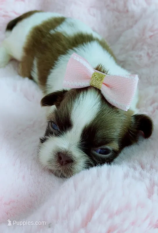  Chloe  – Shih Tzu puppy for sale in Huntington Beach, CA
