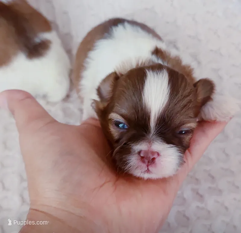 Maple – Shih Tzu puppy for sale in Huntington Beach, CA