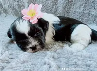 Lily , a female Shih Tzu for sale in Huntington Beach, CA – 1 of 2