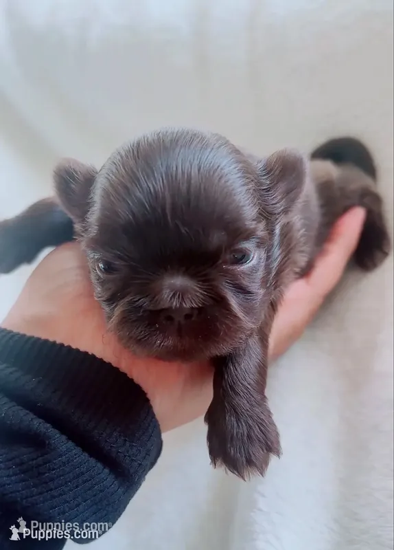 Brownie  Imperial  – Shih Tzu puppy for sale in Huntington Beach, CA