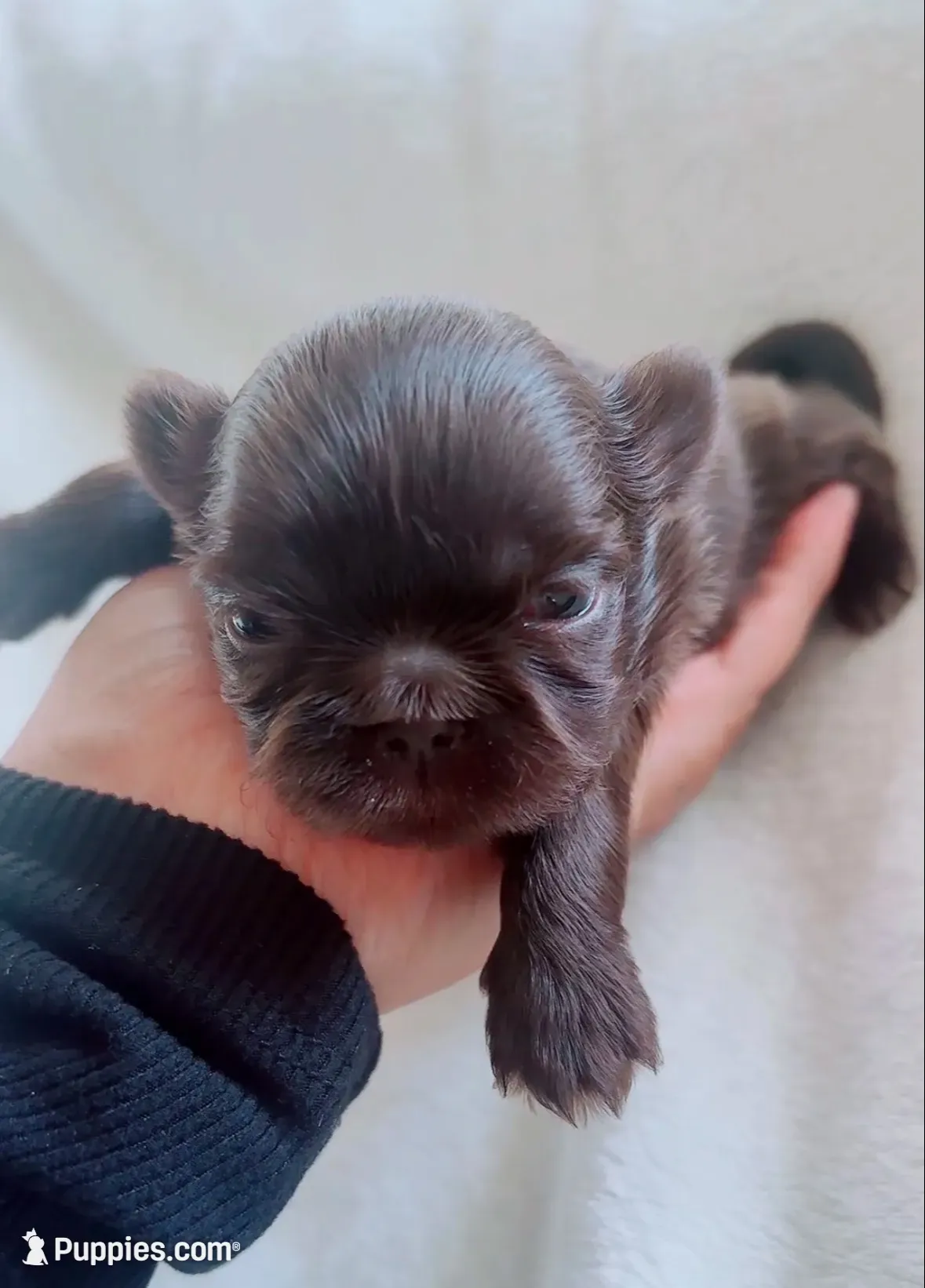 Brownie  Imperial , a male Shih Tzu for sale in Huntington Beach, CA – 1 of 2