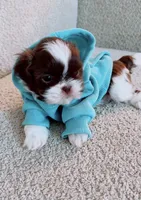 Muffin Imperial , a male Shih Tzu for sale in Huntington Beach, CA – 2 of 2
