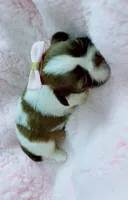  Chloe , a female Shih Tzu for sale in Huntington Beach, CA – 2 of 3