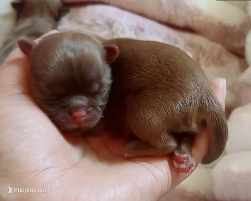 Penny – Shih Tzu puppy for sale in Huntington Beach, CA