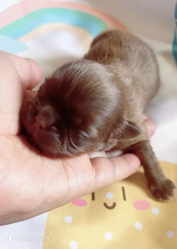 Penny – Shih Tzu puppy for sale in Huntington Beach, CA