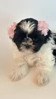 Summer, a female Shih Tzu for sale in Huntington Beach, CA – 2 of 4