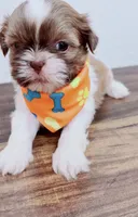 Maple Imperial , a male Shih Tzu for sale in Huntington Beach, CA – 2 of 3