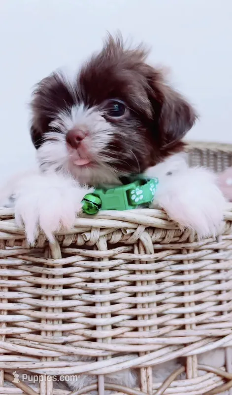 Imperial Muffin  – Shih Tzu puppy for sale in Huntington Beach, CA
