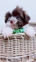 Imperial Muffin , a male Shih Tzu for sale in Huntington Beach, CA – 1 of 3