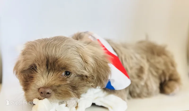 Levi – Shih Tzu puppy for sale in Huntington Beach, CA