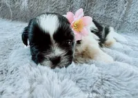 Lily , a female Shih Tzu for sale in Huntington Beach, CA – 2 of 2