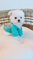 Muffin Teacup, a male Maltese for sale in Huntington Beach, CA – 2 of 4