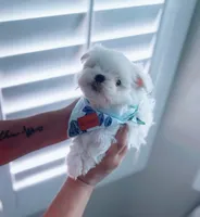 Dream, a male Maltese for sale in Huntington Beach, CA – 2 of 3