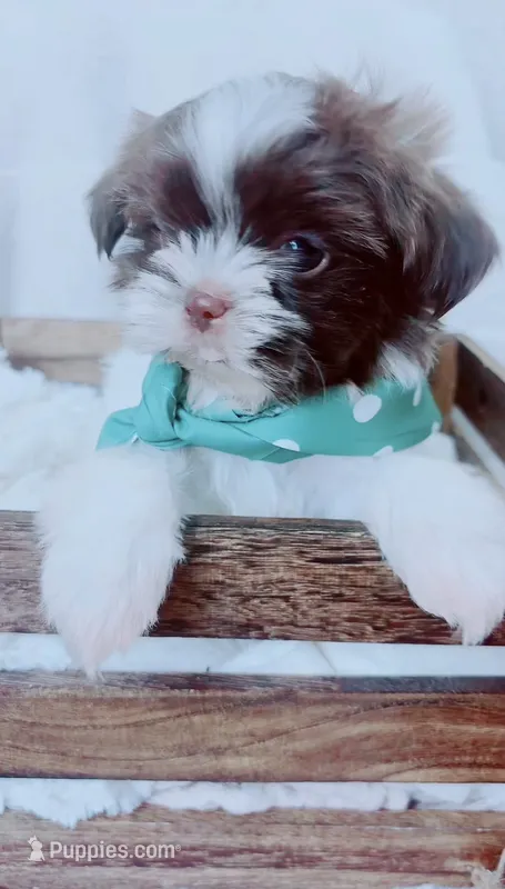 Imperial Teddy – Shih Tzu puppy for sale in Huntington Beach, CA