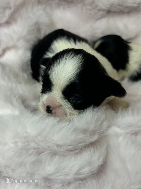 Luna , a female Shih Tzu for sale in Huntington Beach, CA – 1 of 2