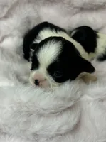 Luna , a female Shih Tzu for sale in Huntington Beach, CA – 1 of 2