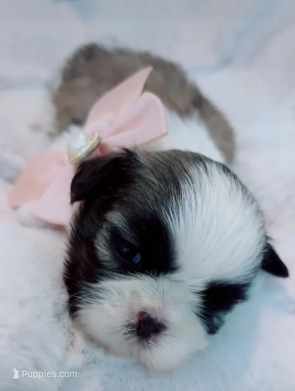 Coco Imperial  – Shih Tzu puppy for sale in Huntington Beach, CA