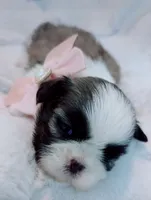 Coco Imperial , a female Shih Tzu for sale in Huntington Beach, CA – 1 of 2