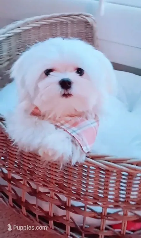 Muffin Teacup – Maltese puppy for sale in Huntington Beach, CA