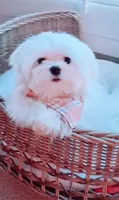 Muffin Teacup, a male Maltese for sale in Huntington Beach, CA – 1 of 6