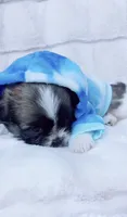 Charlie, a male Shih Tzu for sale in Huntington Beach, CA – 2 of 4