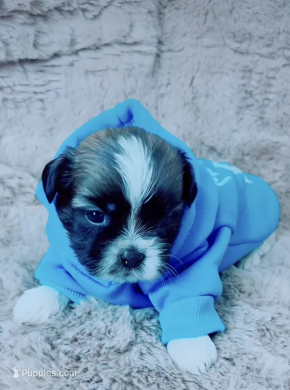 Gizmo – Shih Tzu puppy for sale in Huntington Beach, CA