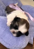 Darla , a female Shih Tzu for sale in Huntington Beach, CA – Photo 2 of 2