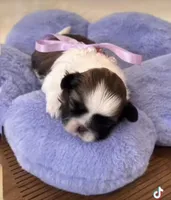 Darla , a female Shih Tzu for sale in Huntington Beach, CA – Photo 1 of 2