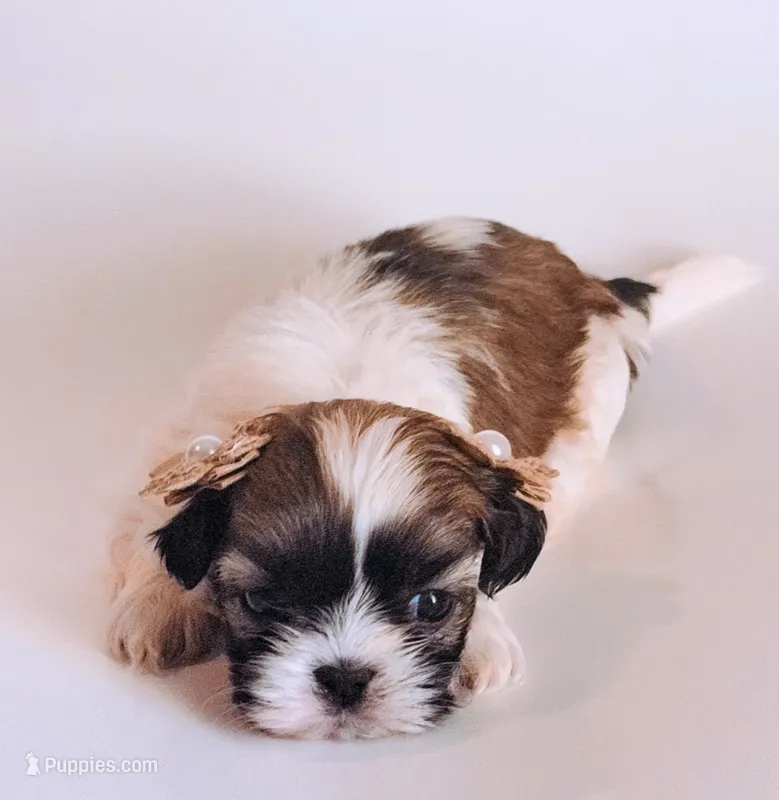 Missy  – Shih Tzu puppy for sale in Huntington Beach, CA