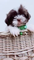 Imperial Muffin , a male Shih Tzu for sale in Huntington Beach, CA – 3 of 3