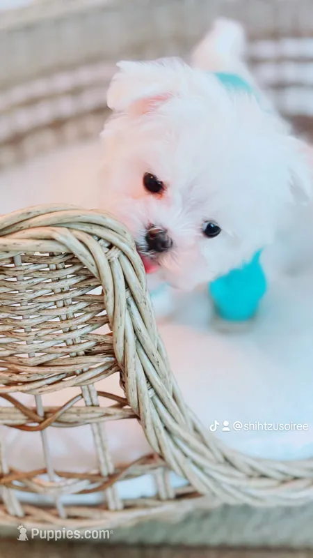 Muffin Teacup – Maltese puppy for sale in Huntington Beach, CA