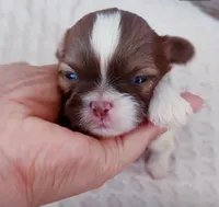 Maple, a male Shih Tzu for sale in Huntington Beach, CA – 2 of 4