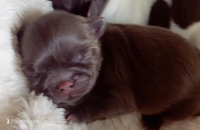 Coco, a female Shih Tzu for sale in Huntington Beach, CA – Photo 1 of 2
