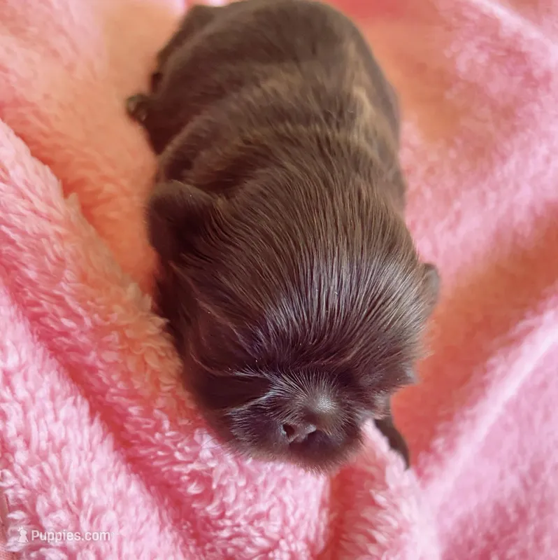 Coco – Shih Tzu puppy for sale in Huntington Beach, CA