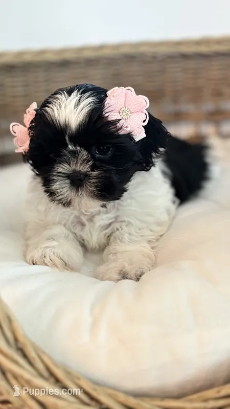 Summer – Shih Tzu puppy for sale in Huntington Beach, CA