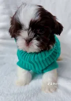 Mocha, a male Shih Tzu for sale in Huntington Beach, CA – Photo 3 of 3