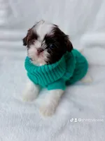 Mocha, a male Shih Tzu for sale in Huntington Beach, CA – Photo 2 of 3